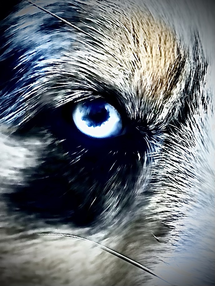 power animal grey wolf meditation dream journey"
