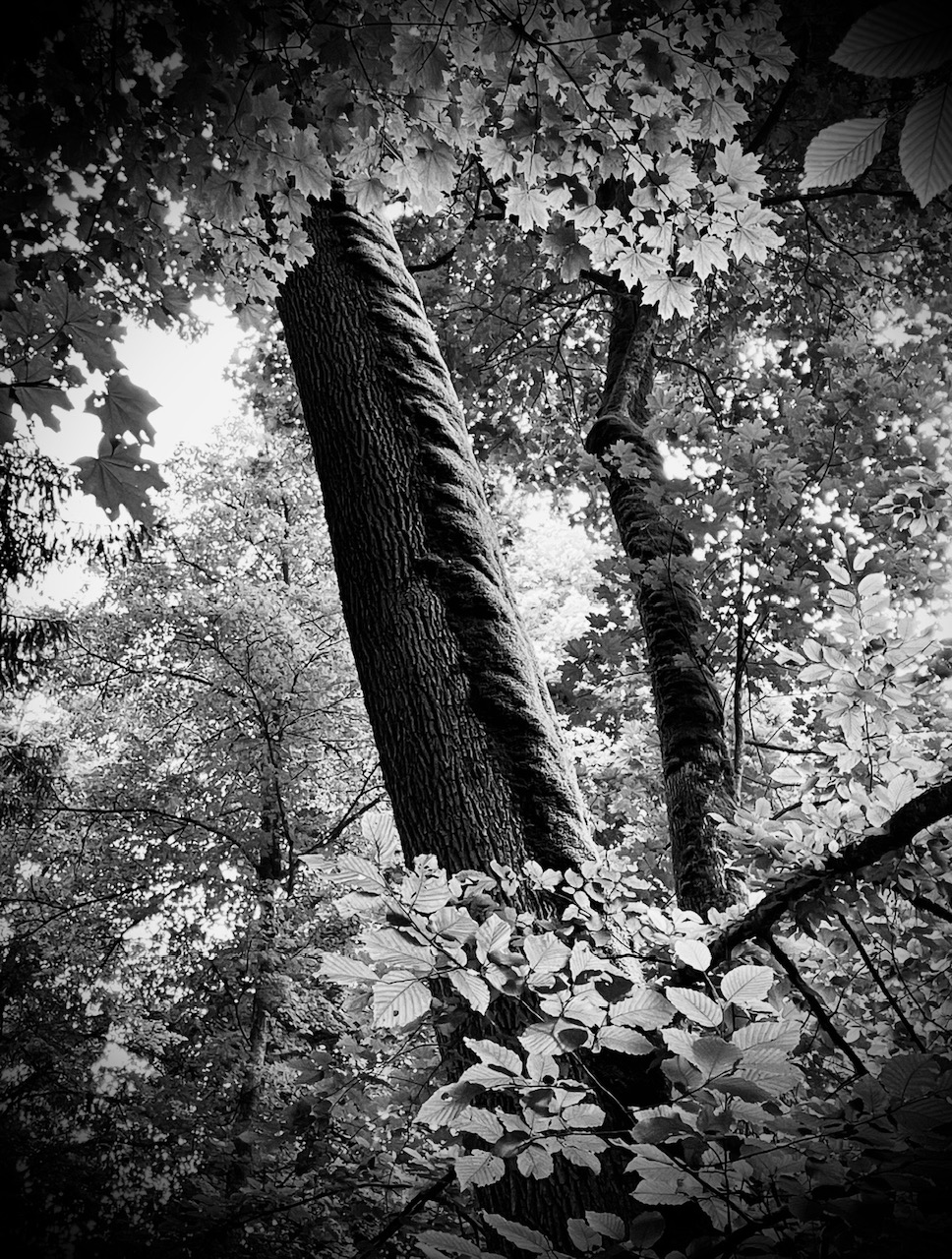 Two ancient trees in the forest, photographed from below — black and white