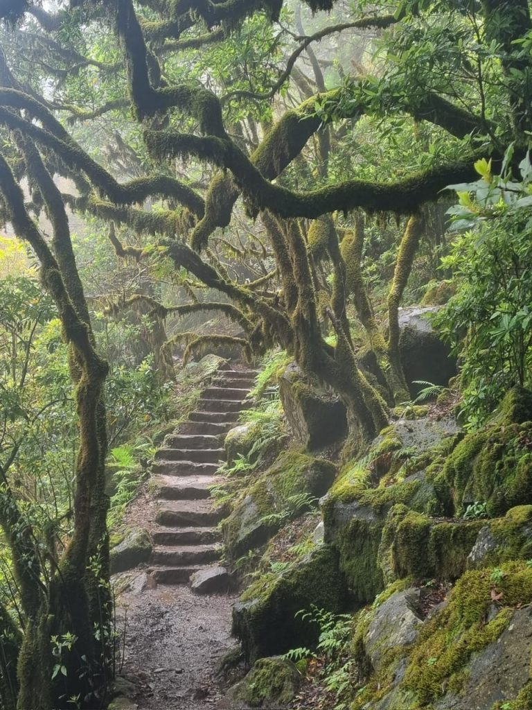 Narrow forest stairway in morning mist as a symbol for a rite of passage