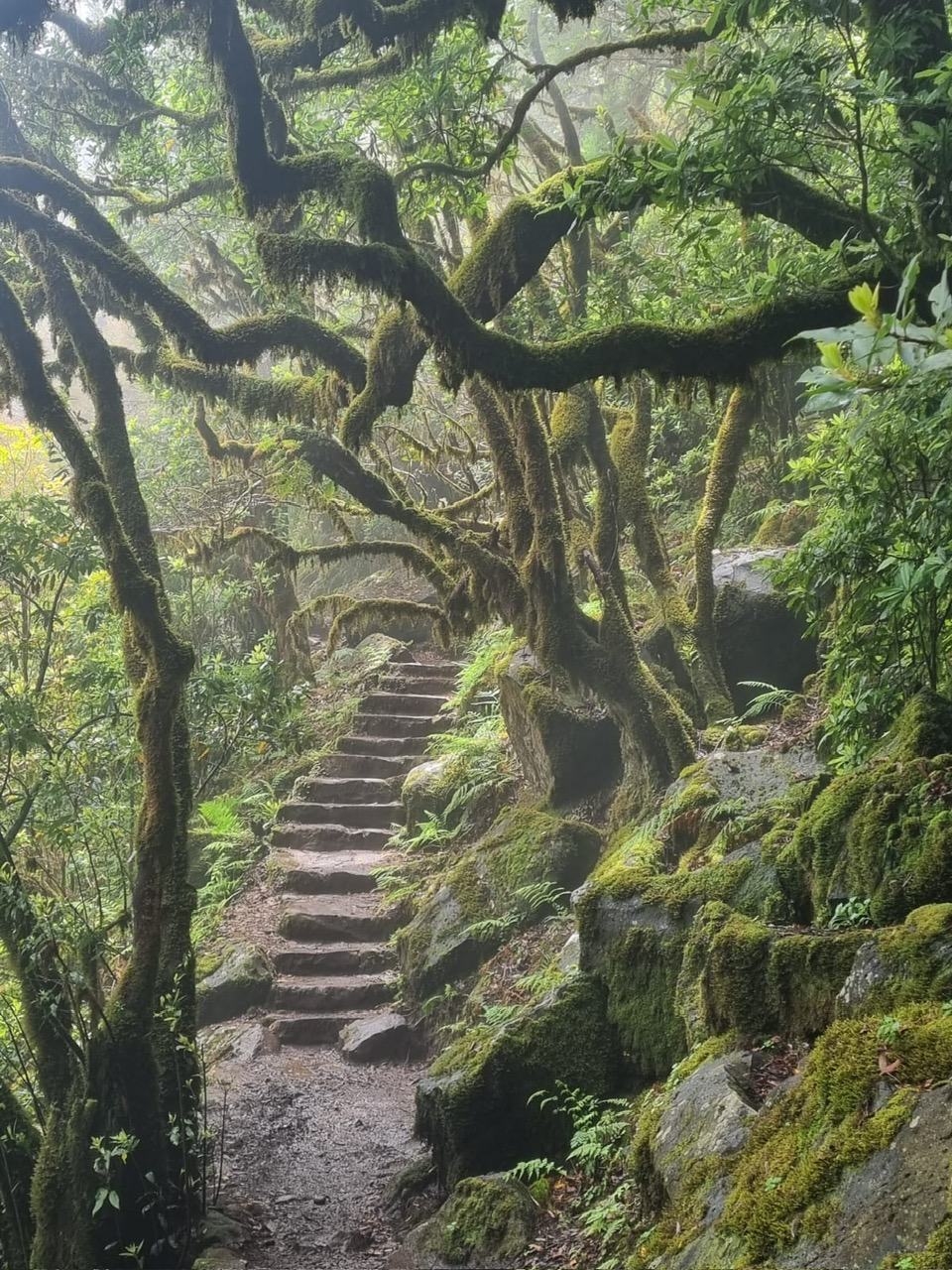 Narrow forest stairway in morning mist as a symbol for a rite of passage