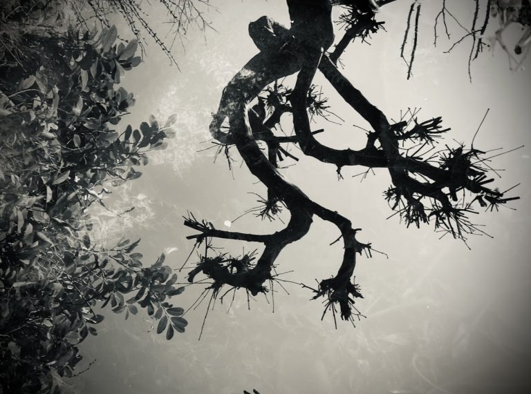 Surface pond reflecting an old tree black and white